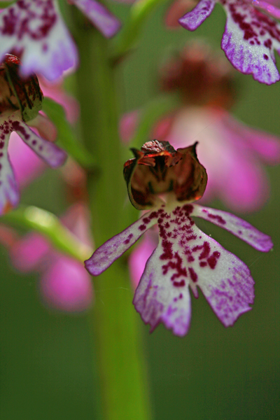 Orchidee odierne